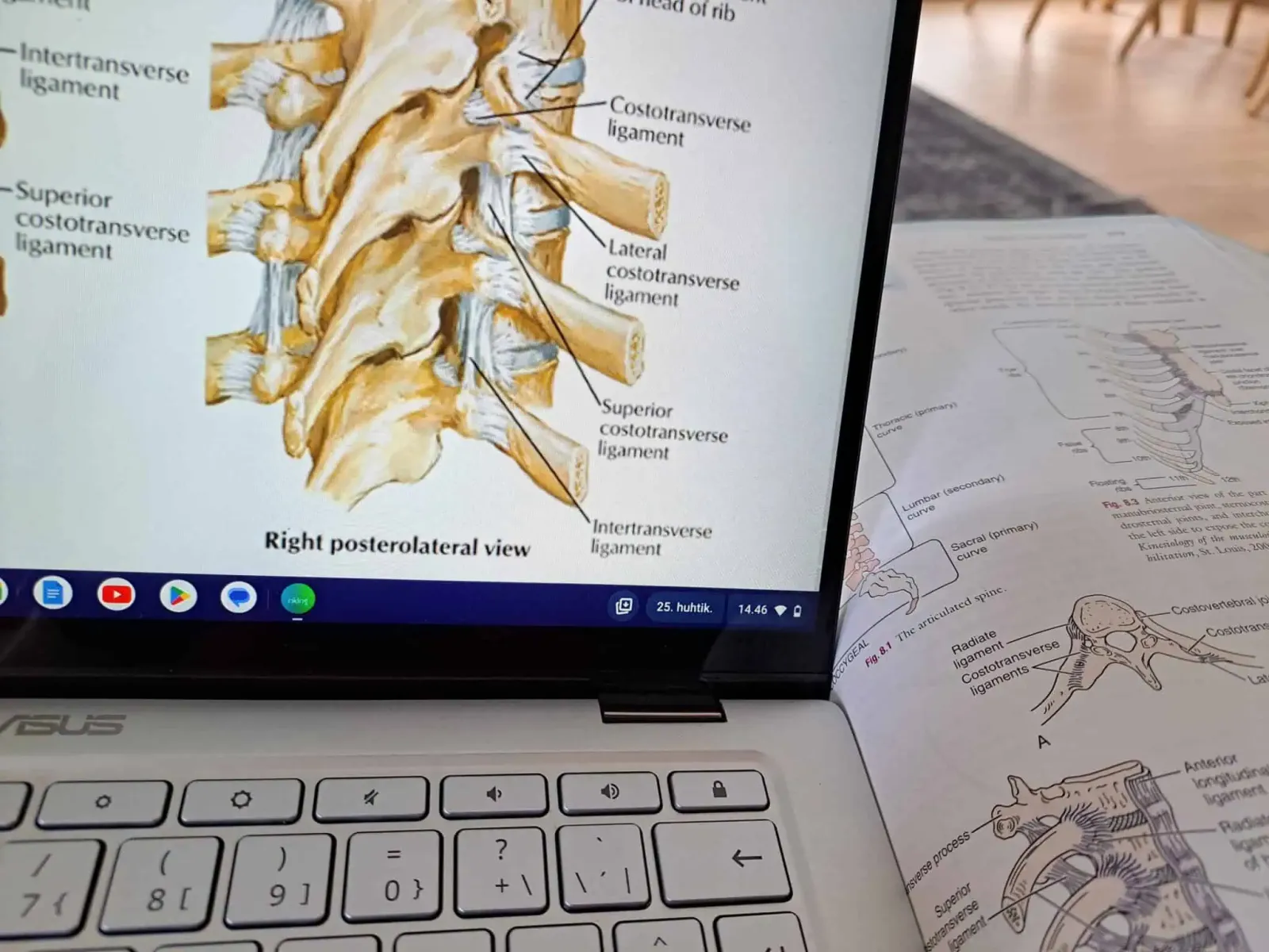 Ortopedisen osteopatian opintoihin liittyvää anatomian opiskelua.